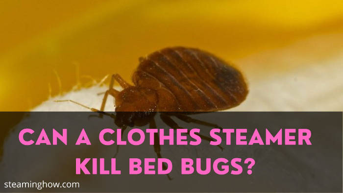 can a clothes steamer kill bed bugs
