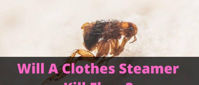 will a clothes steamer kill fleas