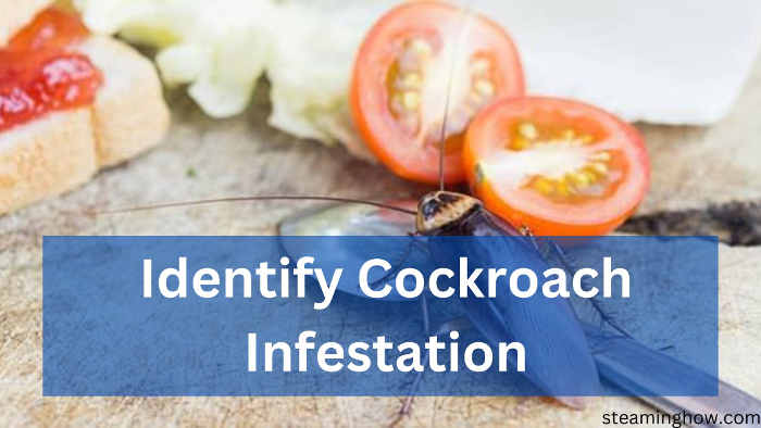 identify cockroach infestation in your house