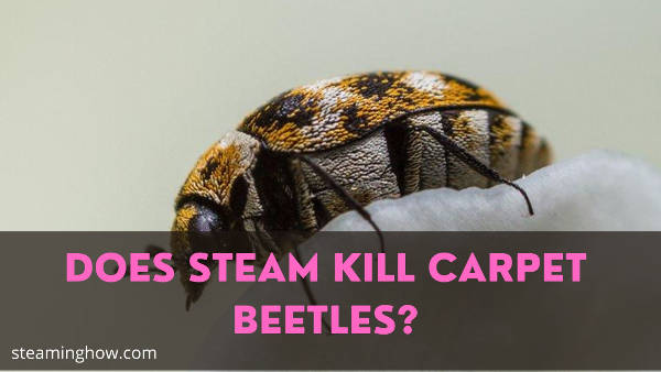 does steam kill carpet beetles