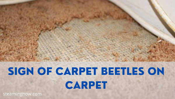 sign of carpet beetles on carpet
