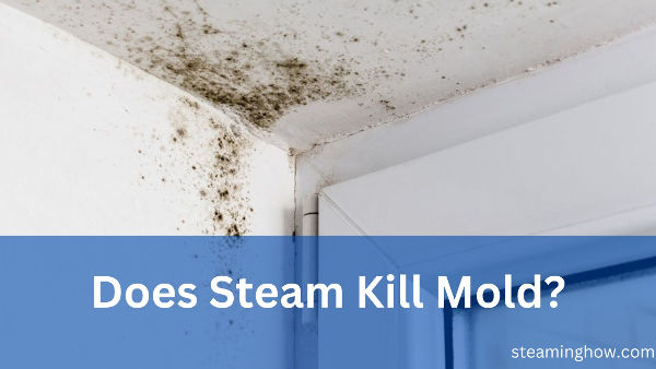 does steam kill mold