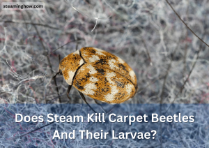Does Steam Kill Carpet Beetles And Their Larvae?